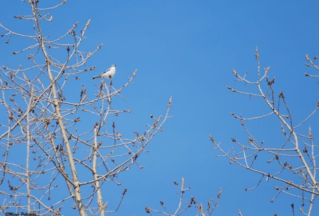 Northern Shrike - ML37622721