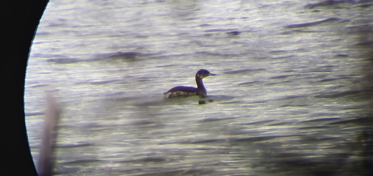 Буурал шунгуур - ML376227461