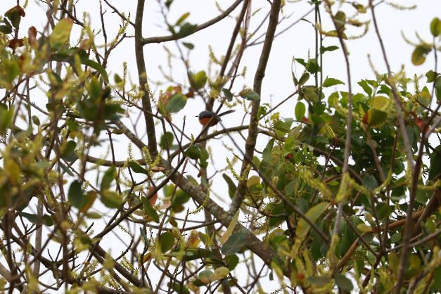 Black-collared Apalis - ML376228901