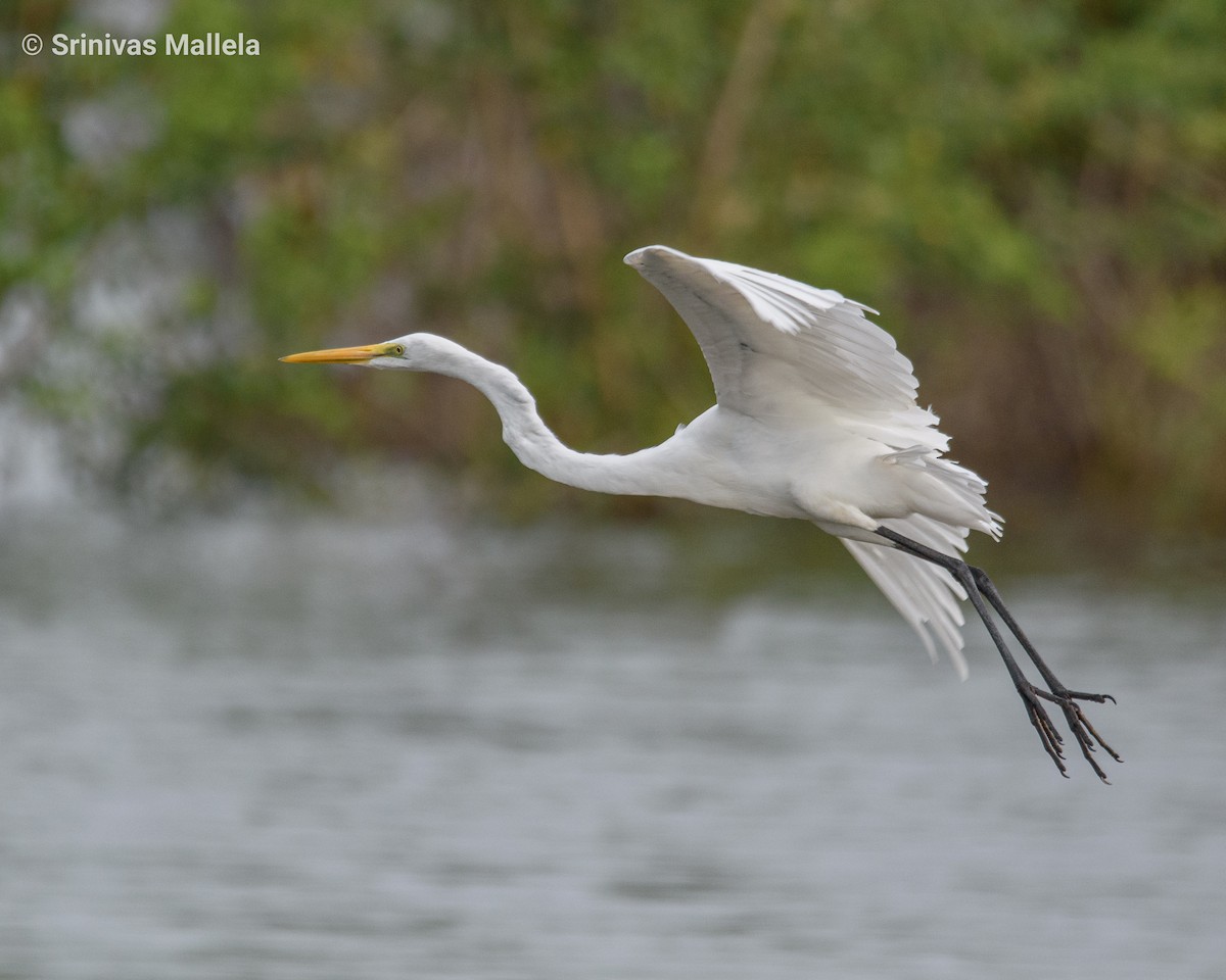Great Egret - Srinivas Mallela