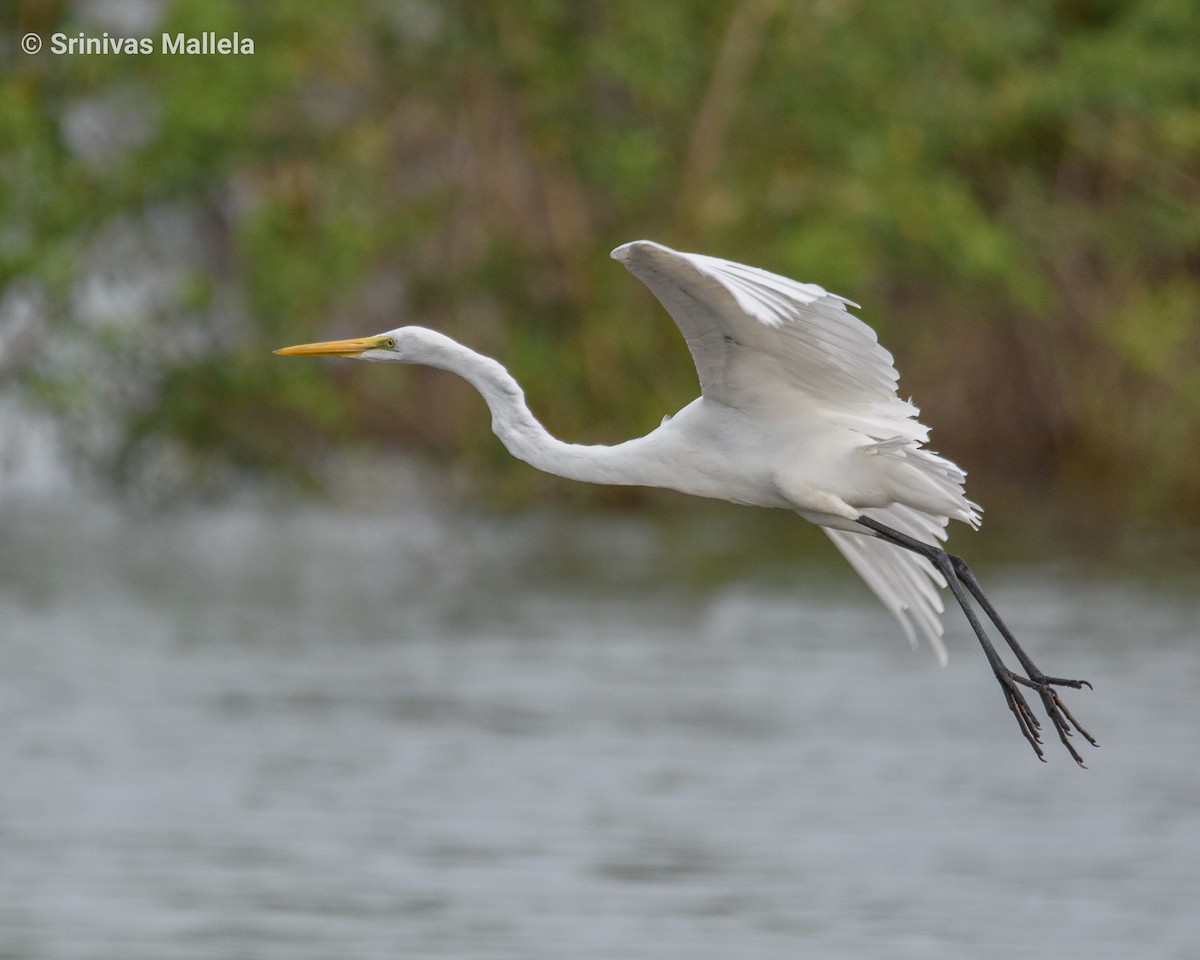 Great Egret - ML376229171