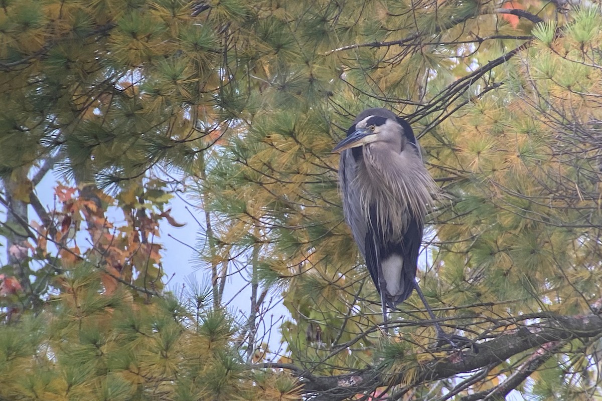 Great Blue Heron - ML376229471