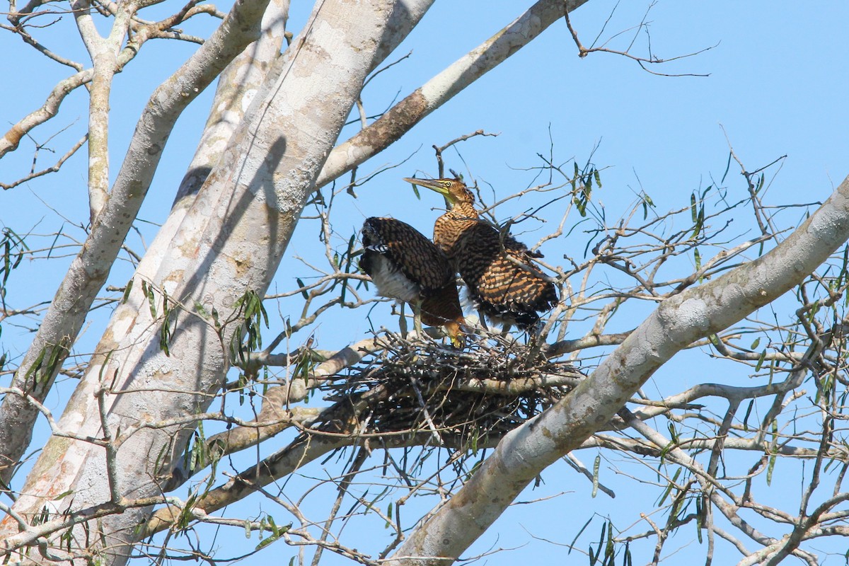 Bare-throated Tiger-Heron - ML376229711