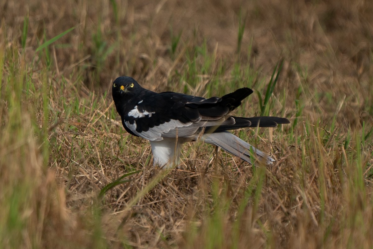 Pied Harrier - ML376230331