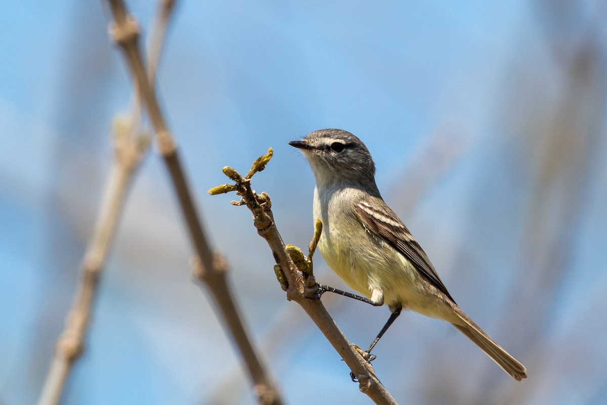 White-crested Tyrannulet (Sulphur-bellied) - ML376233201