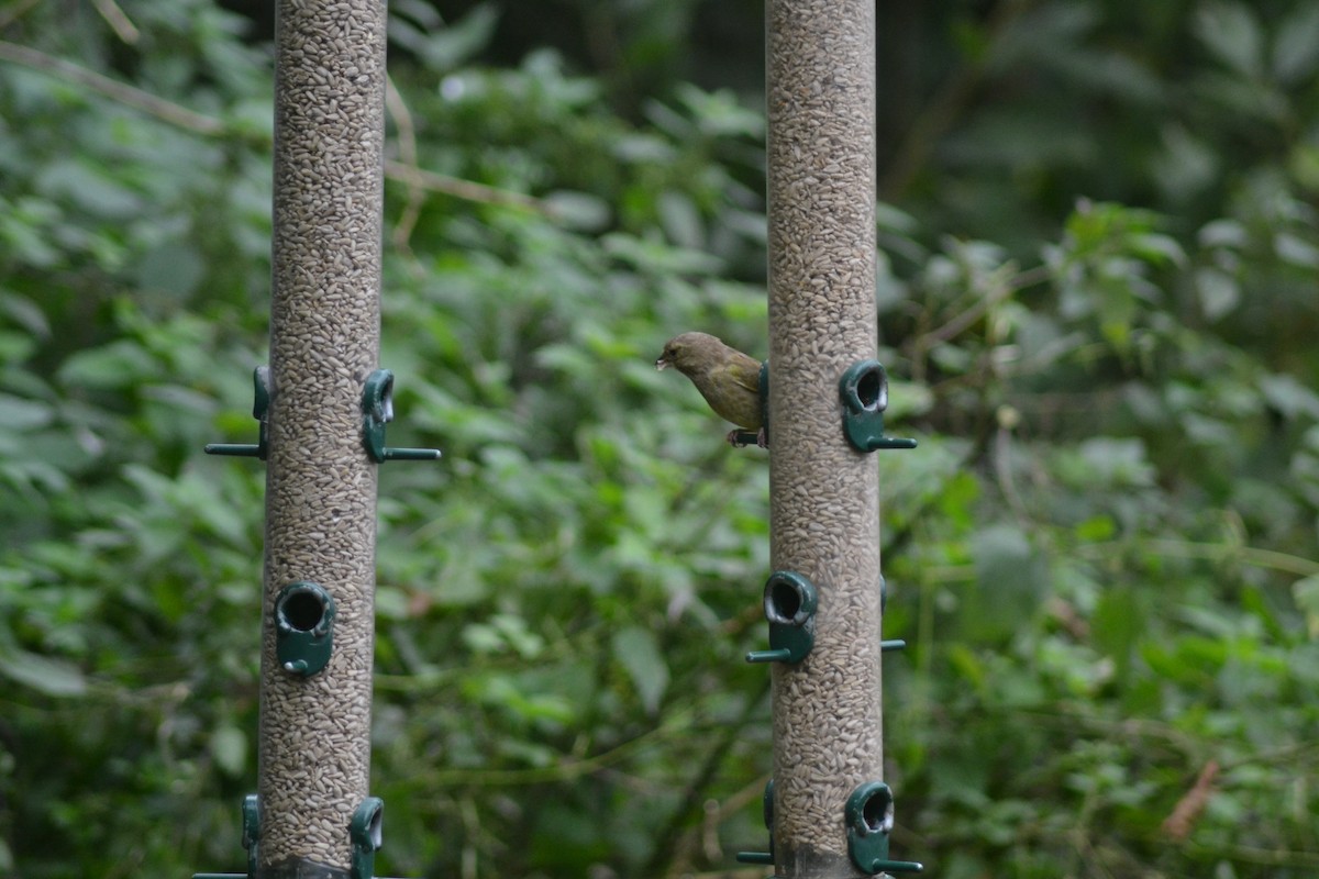 European Greenfinch - ML376233661