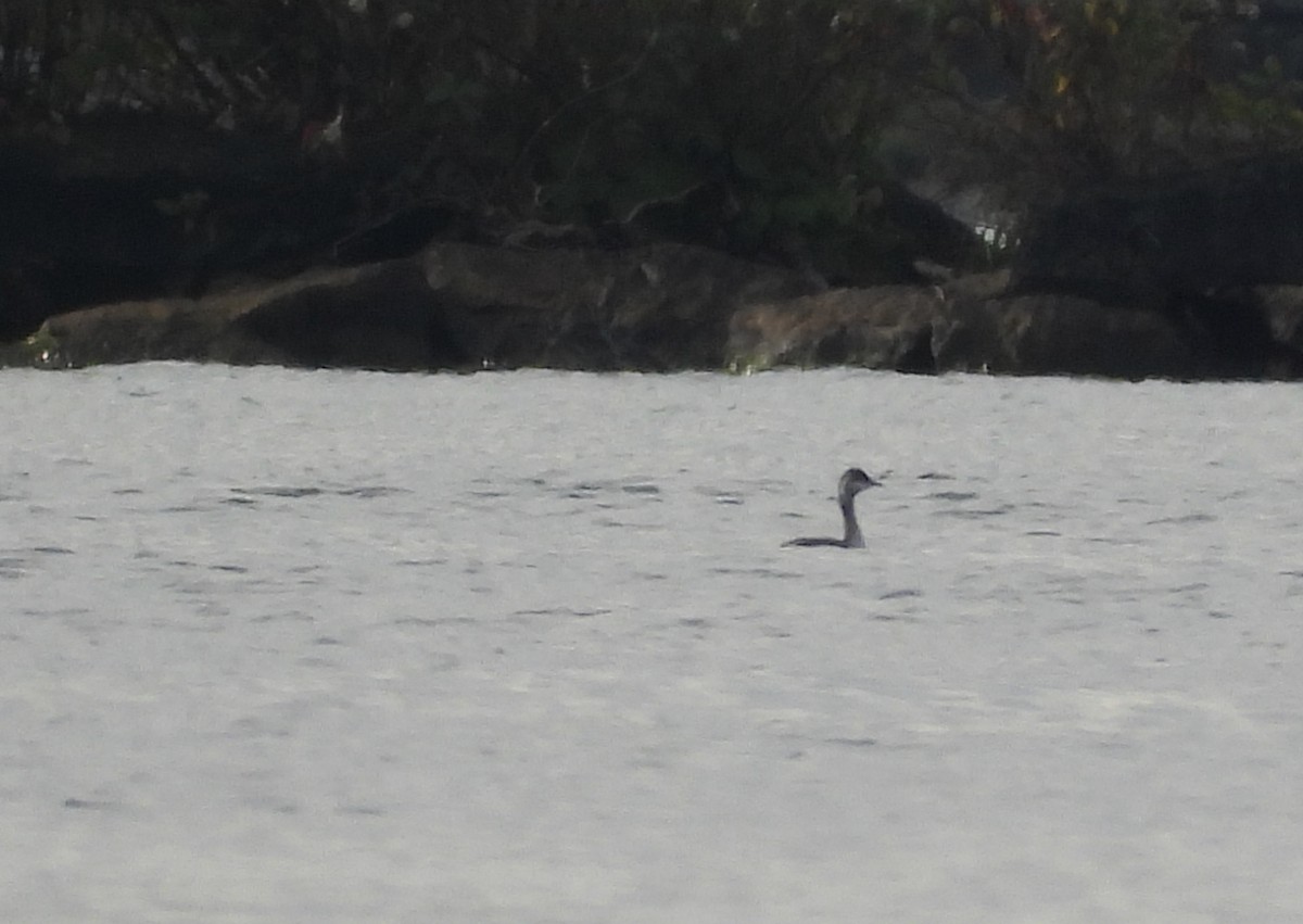 Horned/Eared Grebe - ML376234251