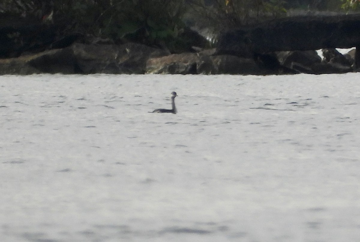 Horned/Eared Grebe - ML376234301