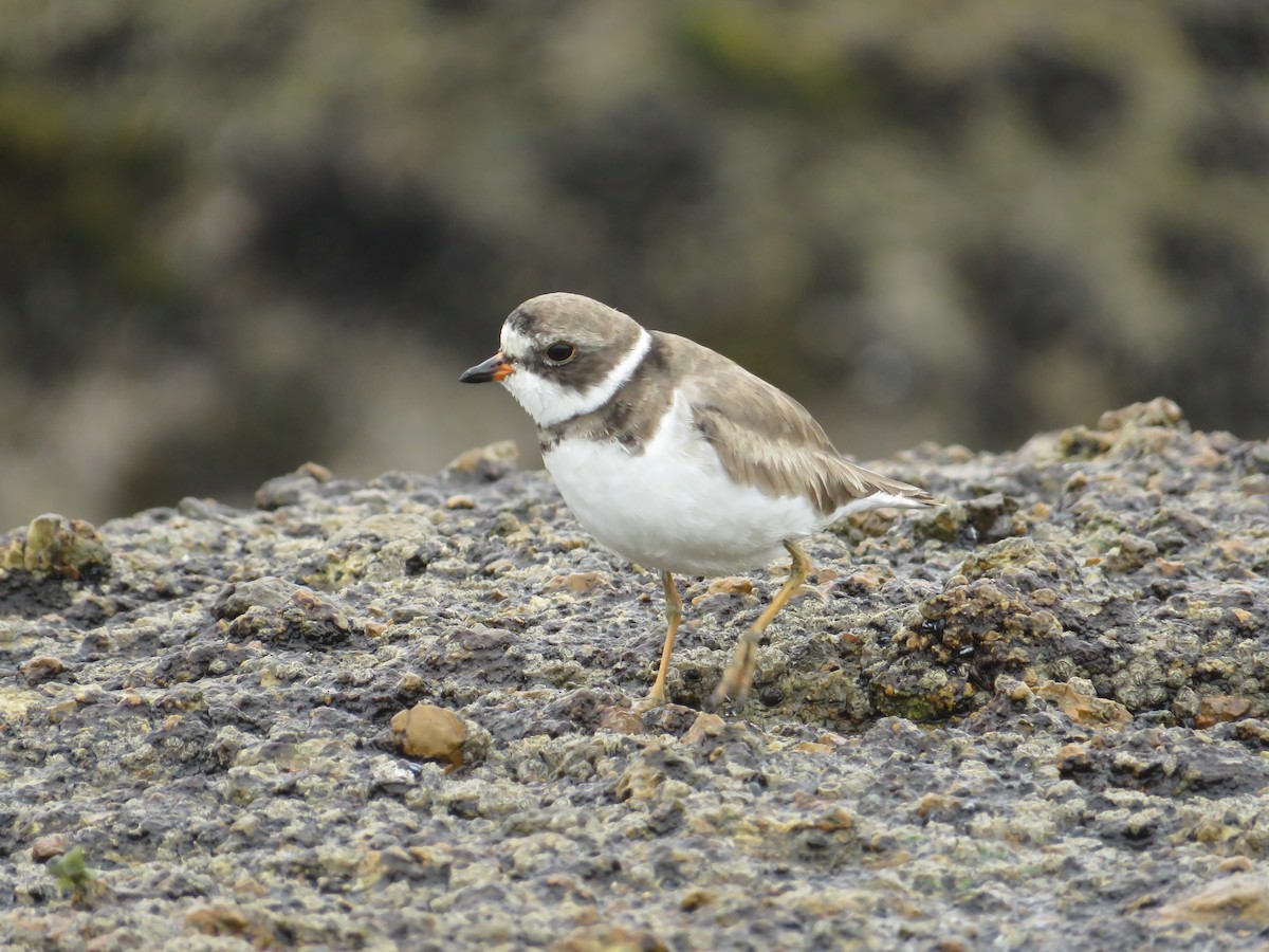 Semipalmated Plover - ML376235391