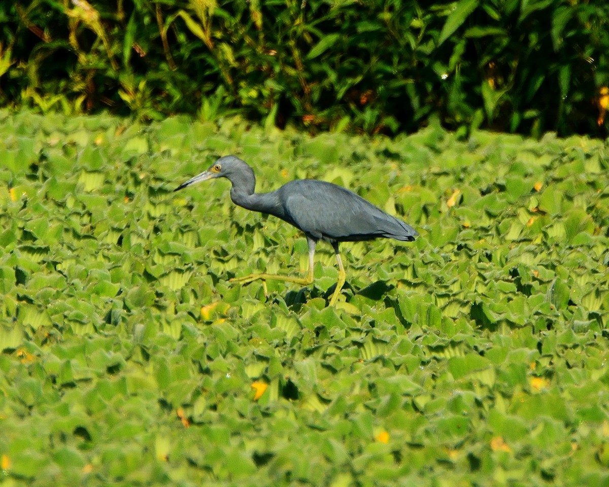 Little Blue Heron - ML37623651