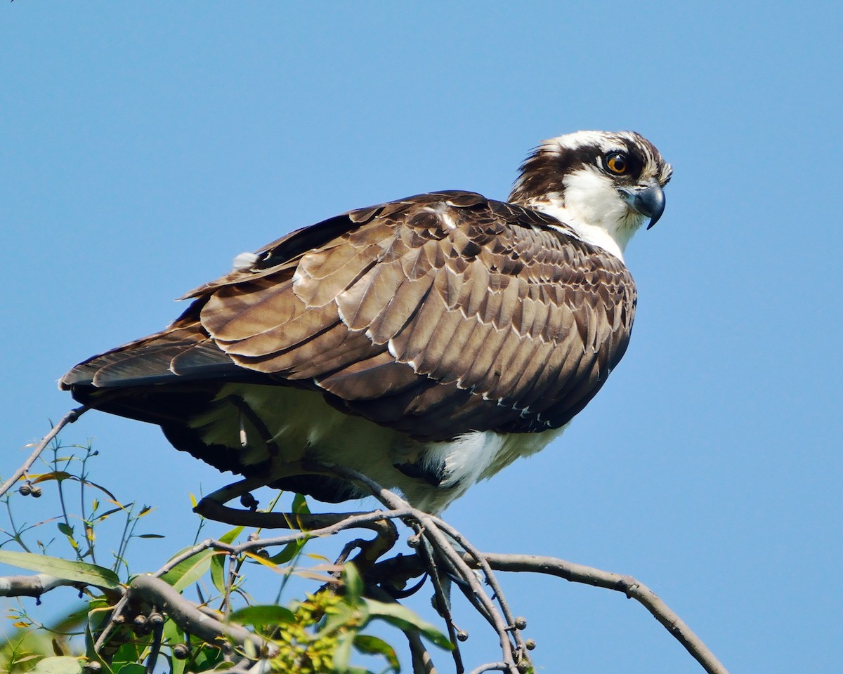 Osprey - Gerardo Aguilar Anzures