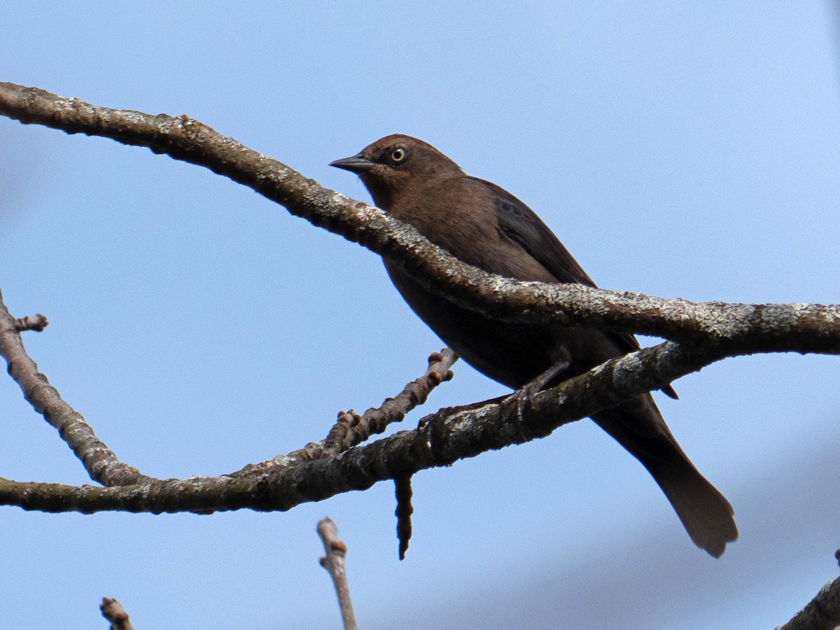 Rusty Blackbird - ML376238061