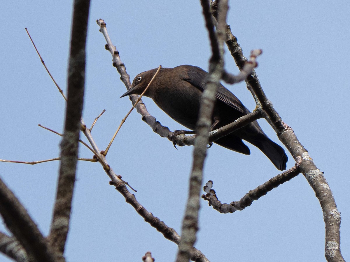 Rusty Blackbird - ML376238211