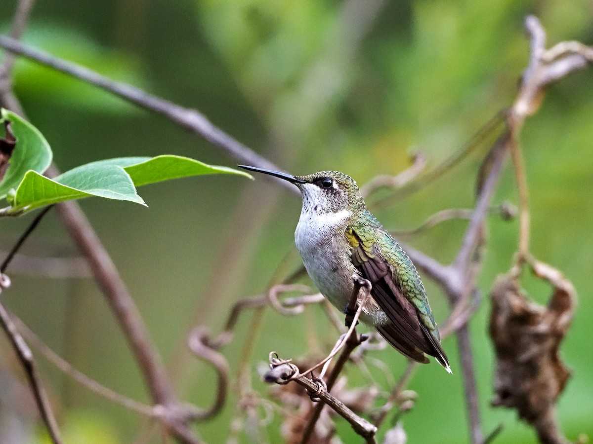 Ruby-throated Hummingbird - ML376243441