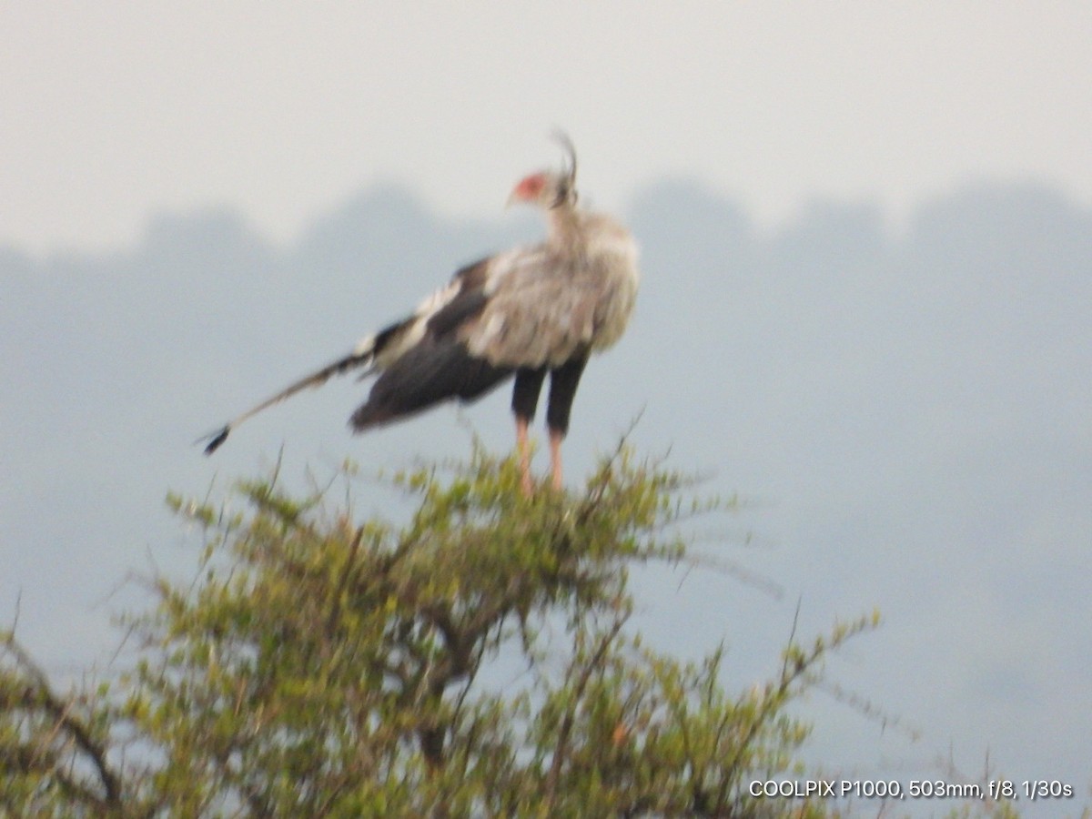 Secretarybird - ML376243521