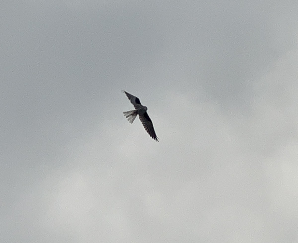 White-tailed Kite - Scott Young