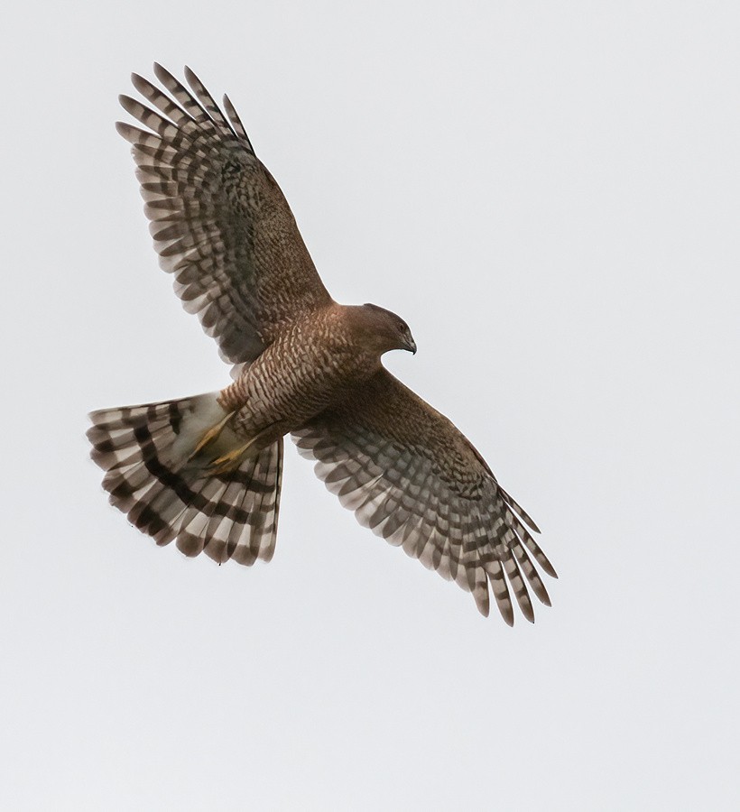 Cooper's Hawk - ML376244361