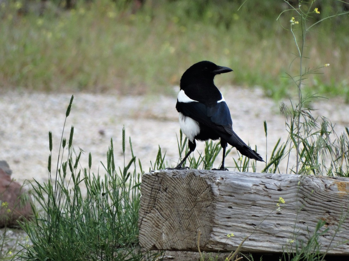 Black-billed Magpie - Brian Johnson