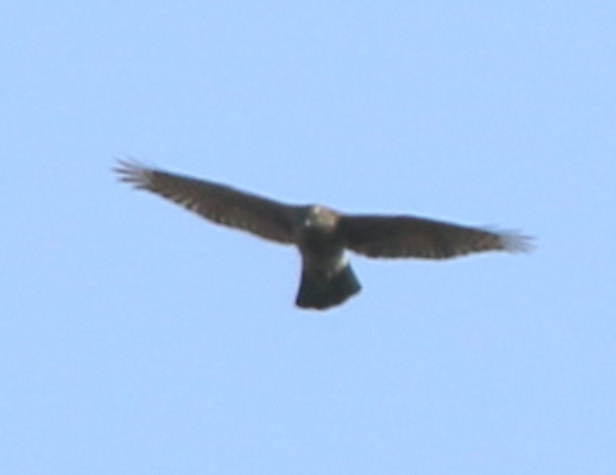 American Goshawk - Lance Benner