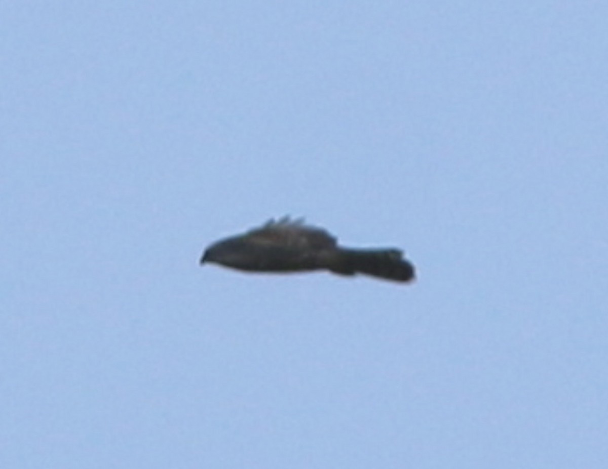 American Goshawk - Lance Benner