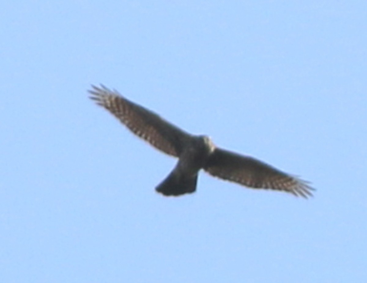 American Goshawk - Lance Benner