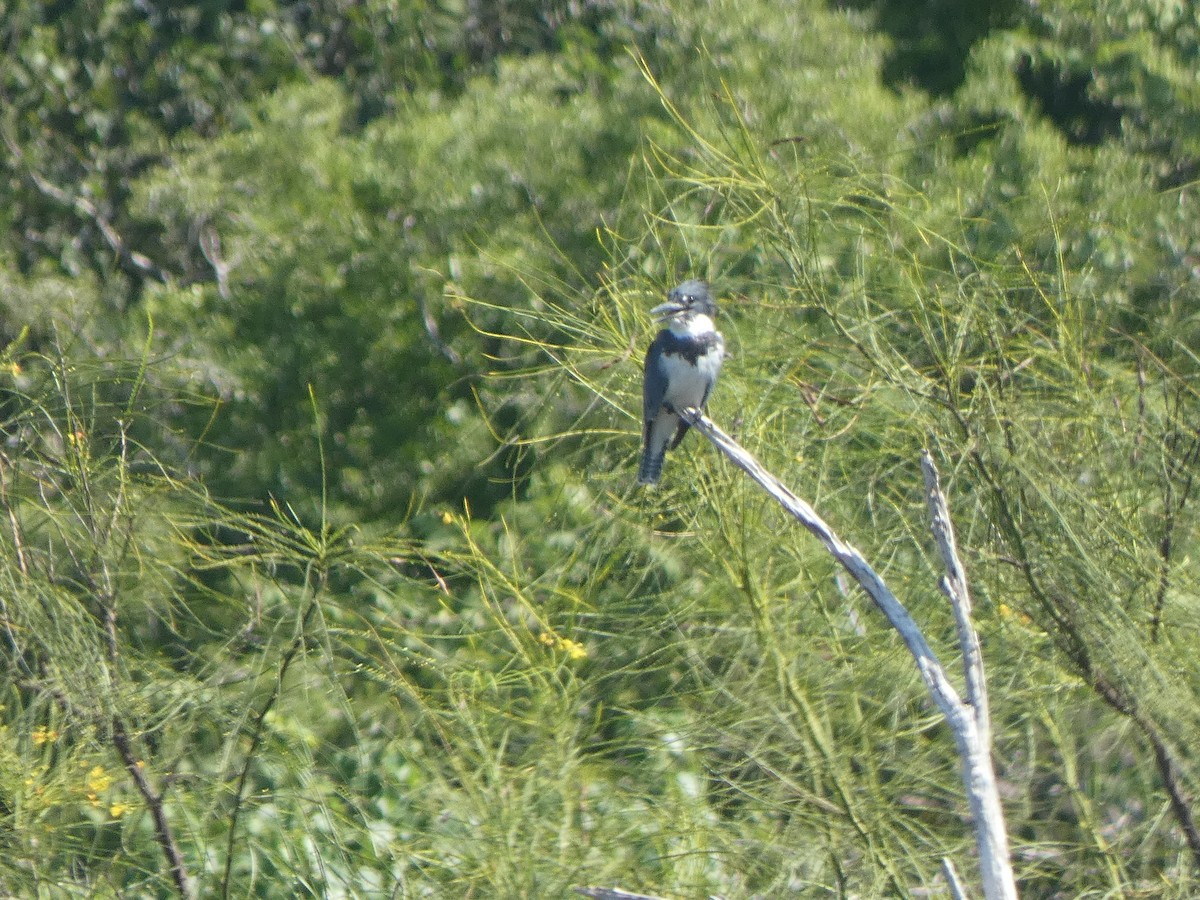 Belted Kingfisher - ML376246841
