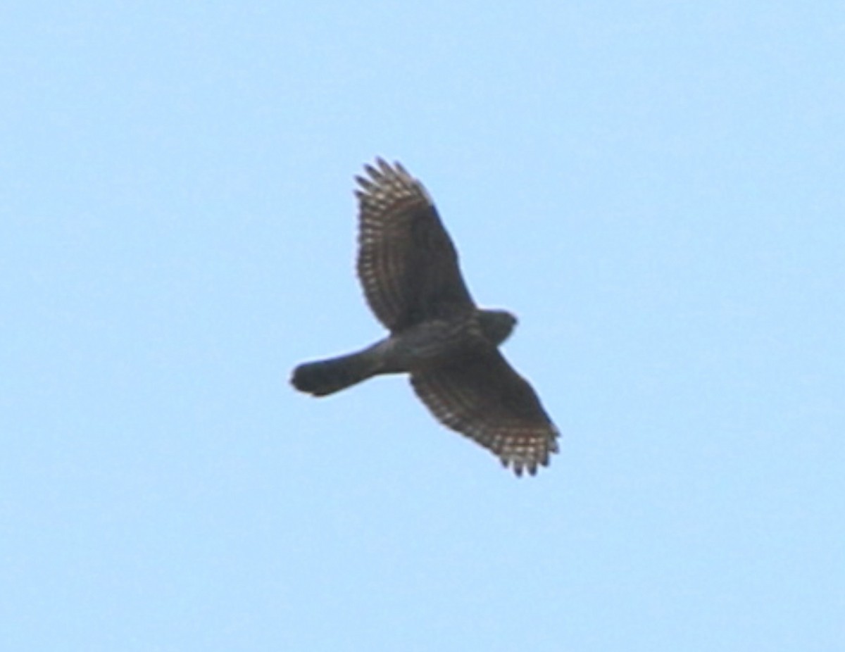 American Goshawk - Lance Benner