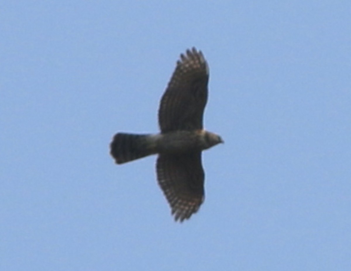 American Goshawk - Lance Benner