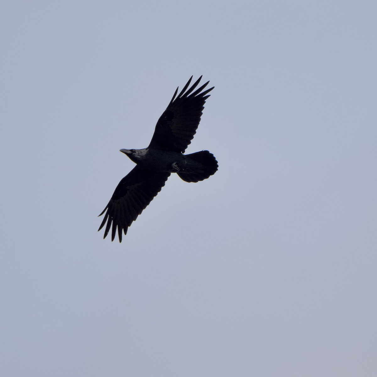 Common Raven - ML376248401