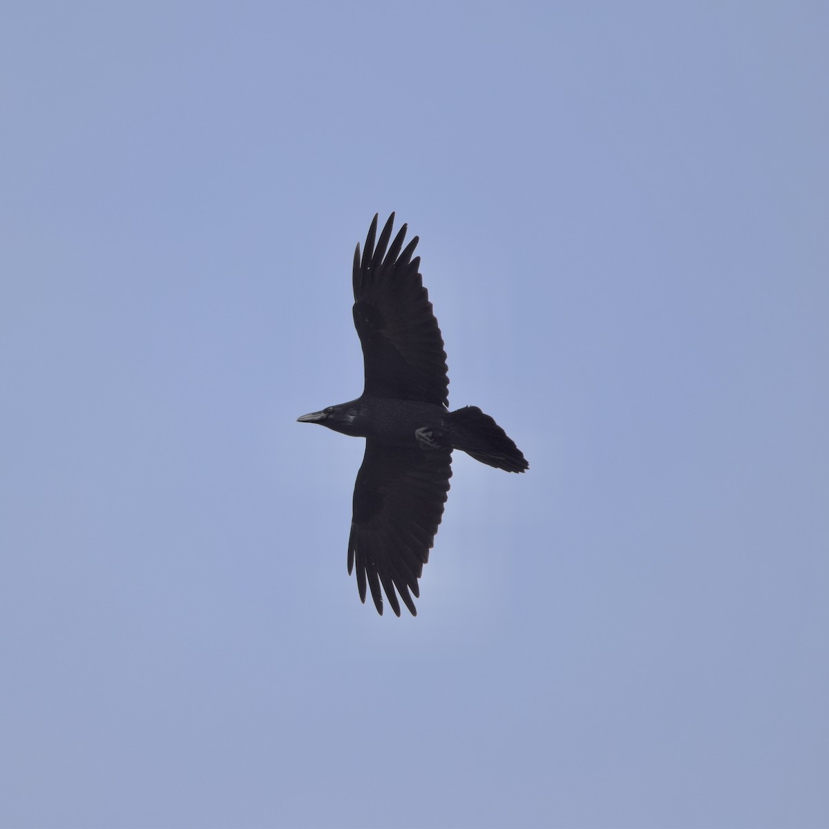 Common Raven - ML376248411