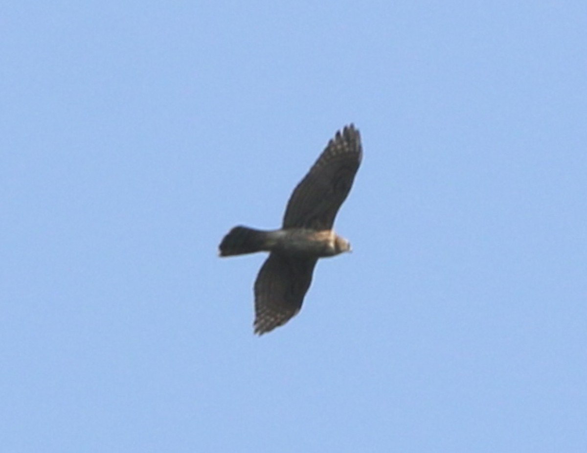 American Goshawk - Lance Benner