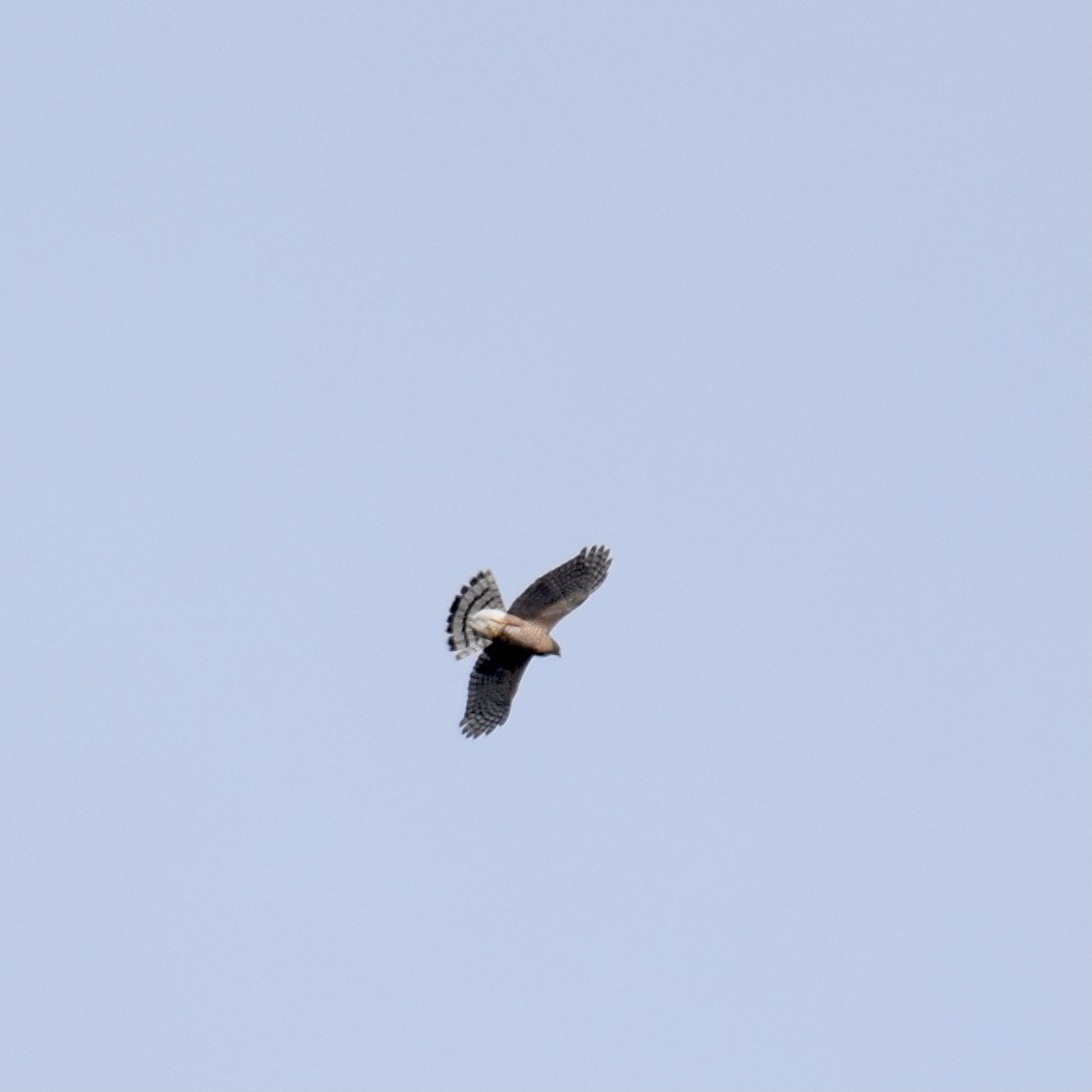 Sharp-shinned/Cooper's Hawk - ML376248761