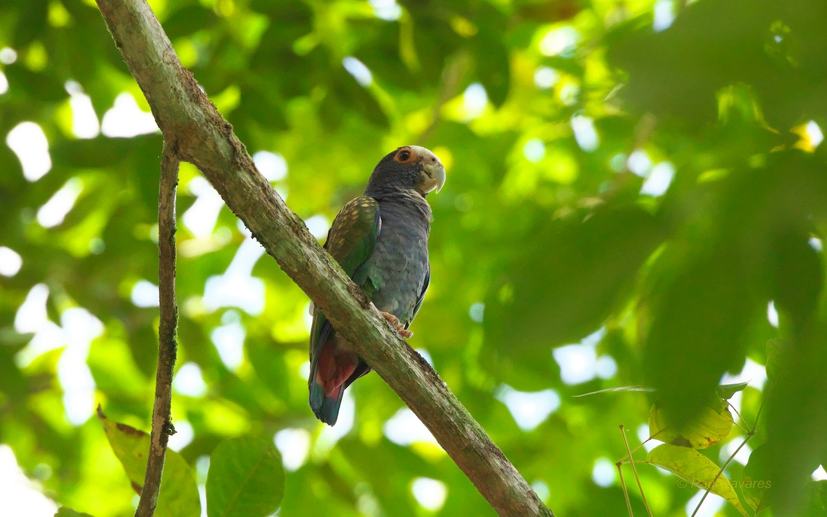 White-crowned Parrot - ML37624881