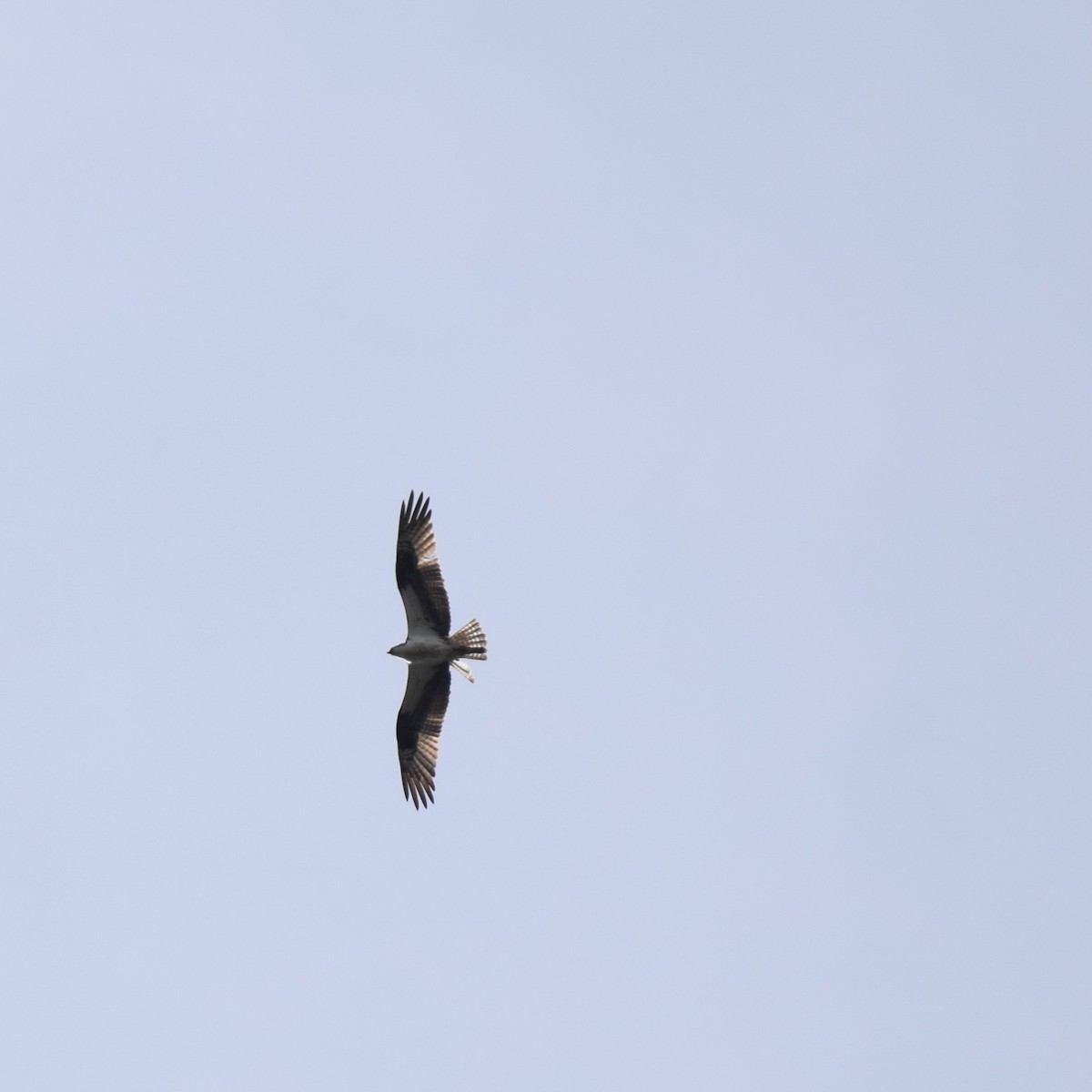 Águila Pescadora - ML376248861