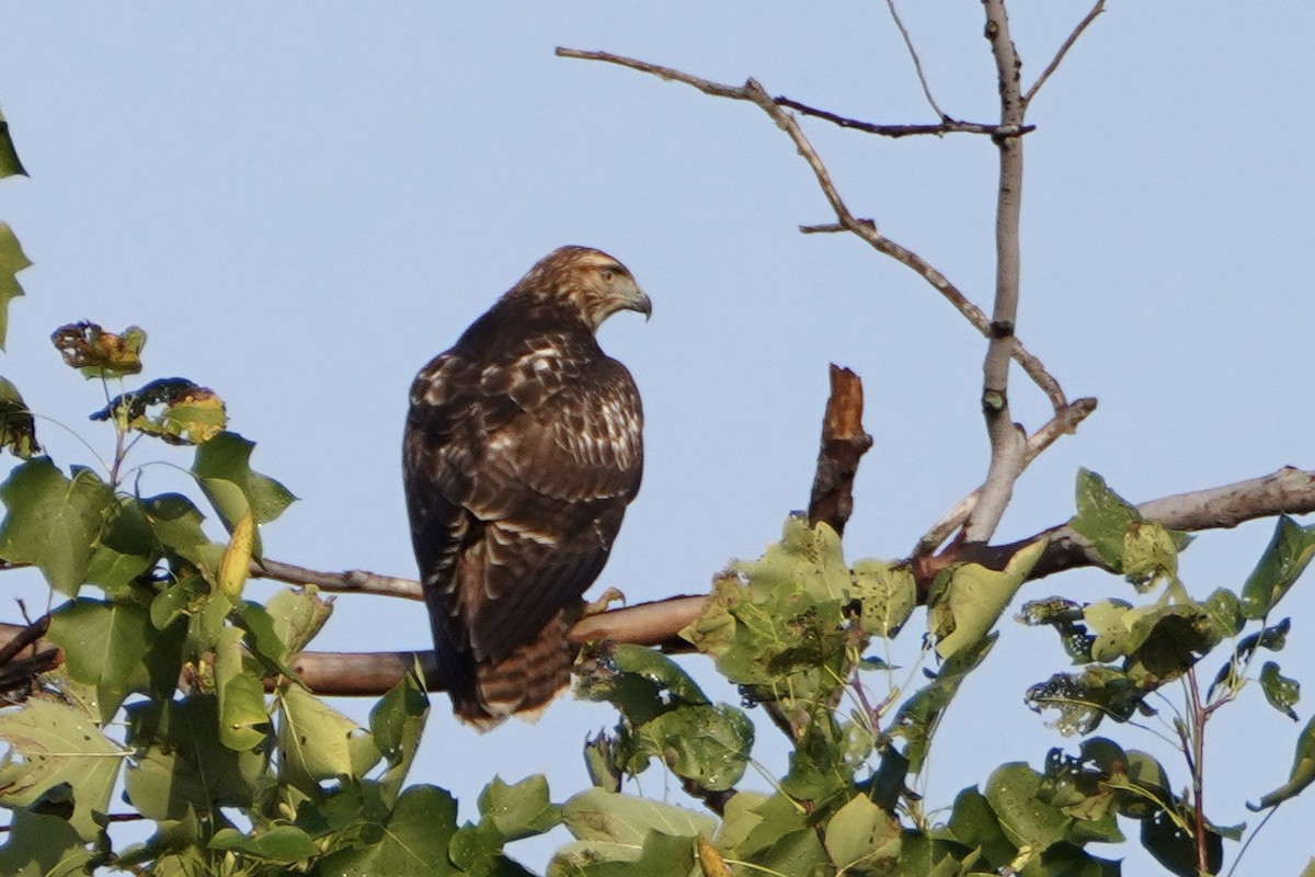 Red-tailed Hawk - ML376248931