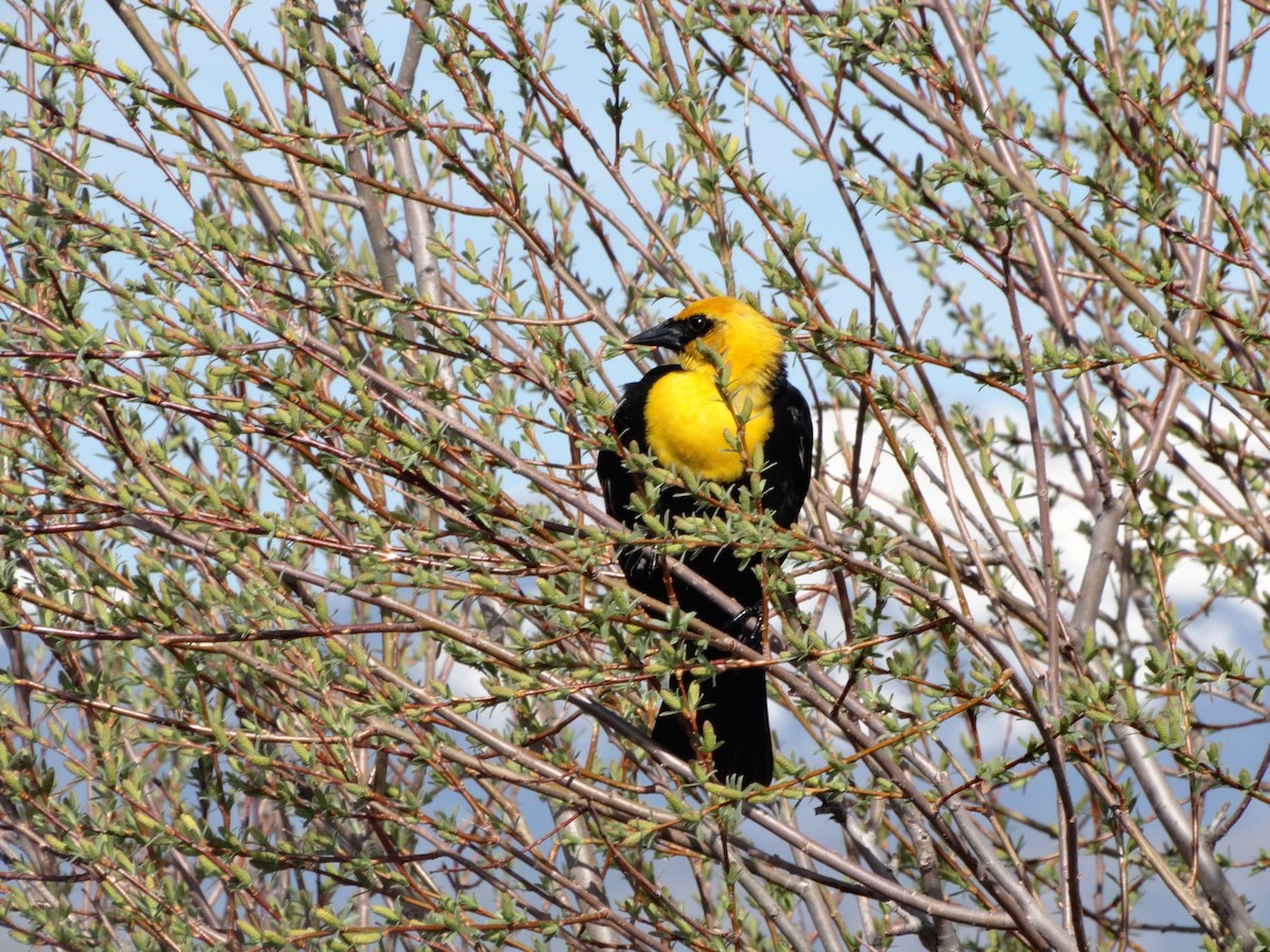 Yellow-headed Blackbird - ML37624901