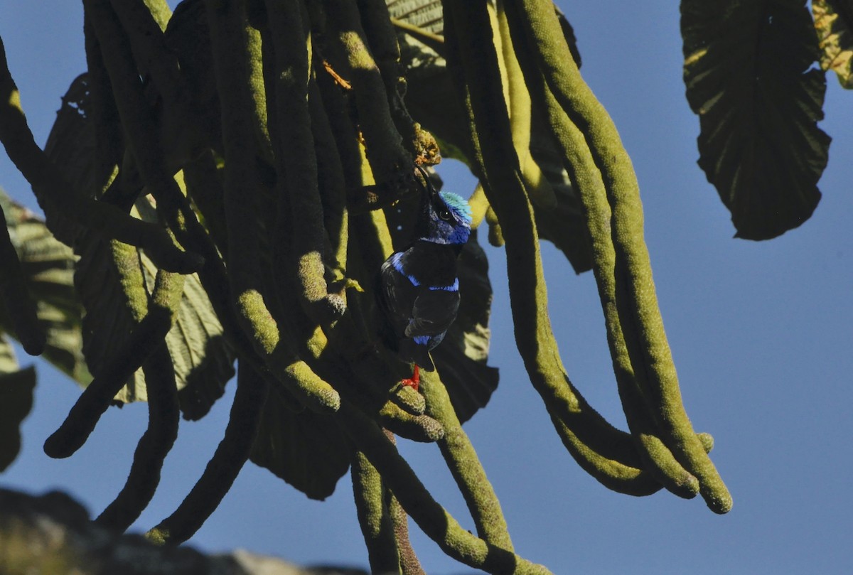 Red-legged Honeycreeper - ML376249891