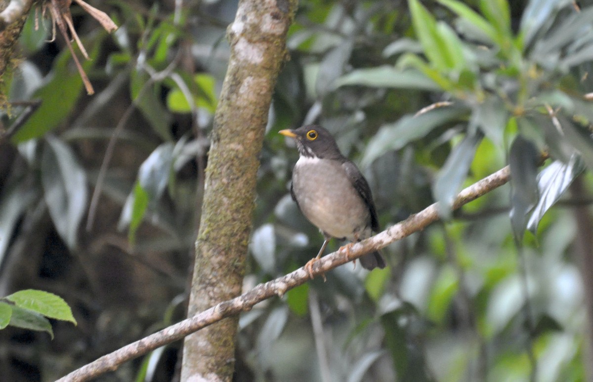 White-throated Thrush - ML376250291