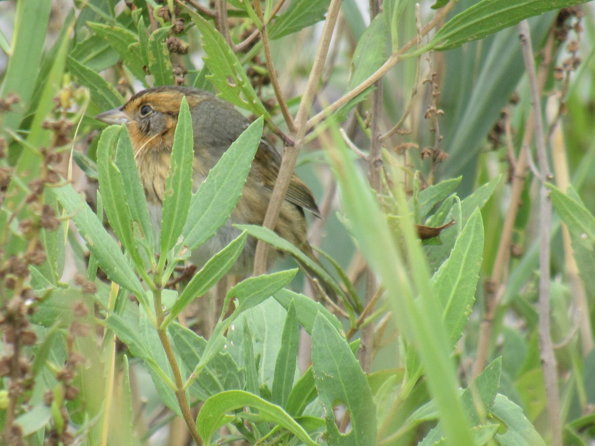 Багновець блідий - ML376250661