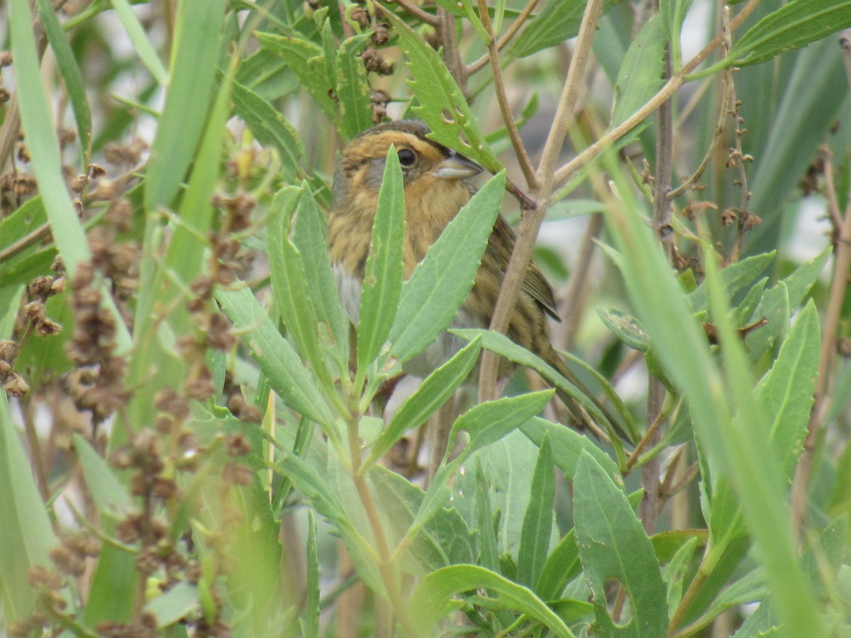 Багновець блідий - ML376250671