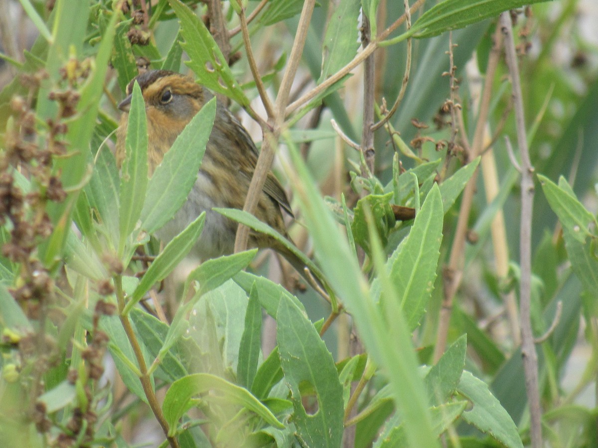 Багновець блідий - ML376250681