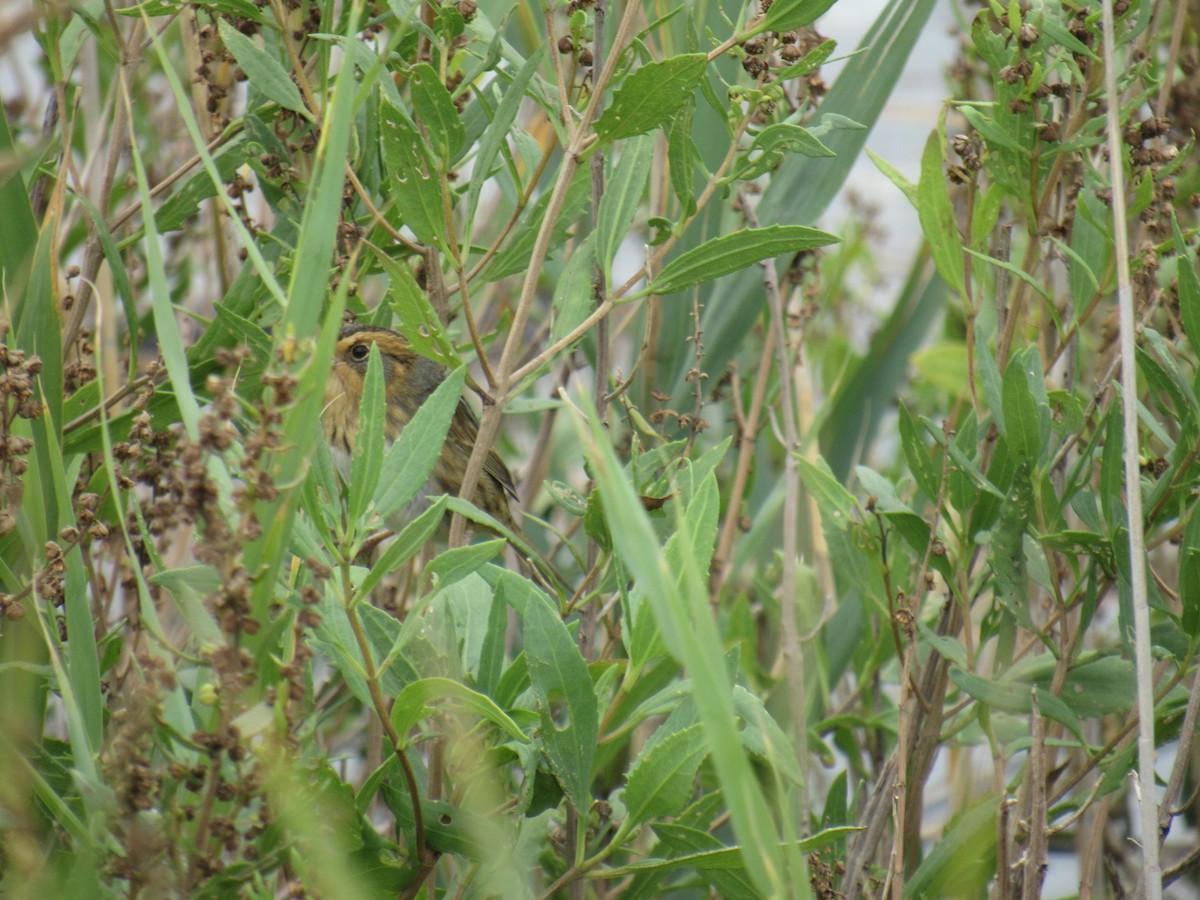 Багновець блідий - ML376250691