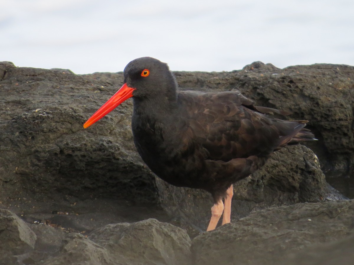 Black Oystercatcher - Jacob Mathison