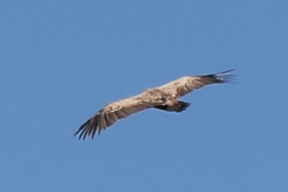 Gänsegeier - ML376250911