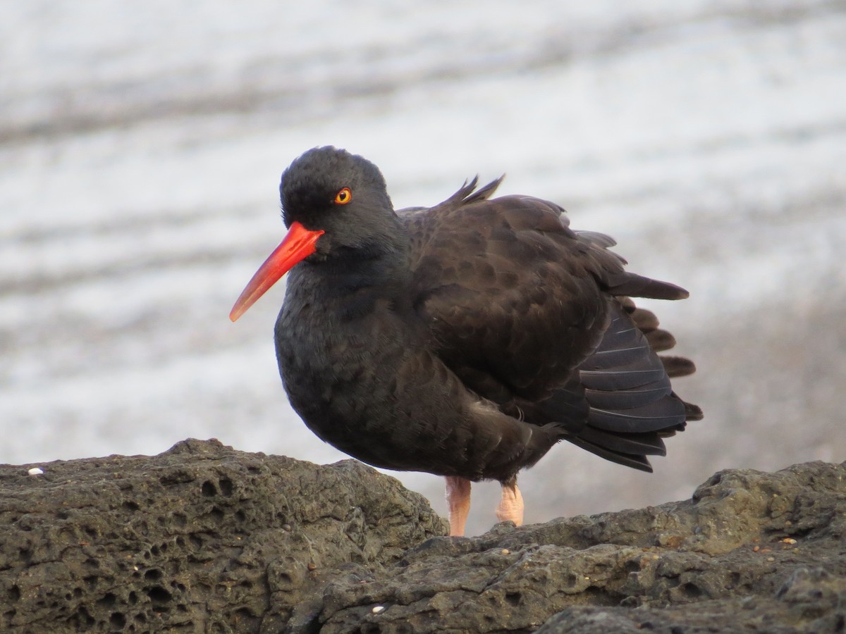 Black Oystercatcher - ML37625111