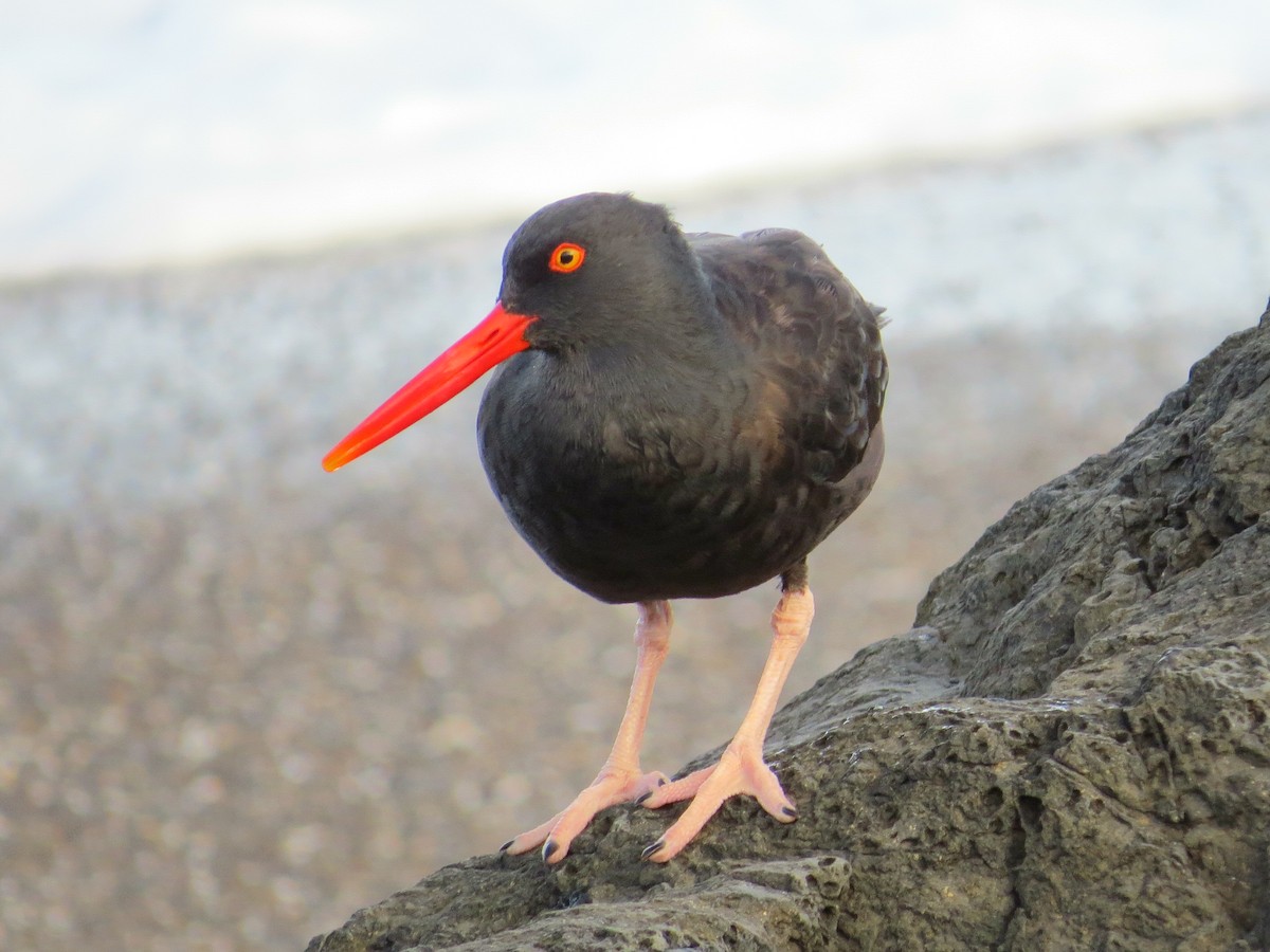 Black Oystercatcher - ML37625121