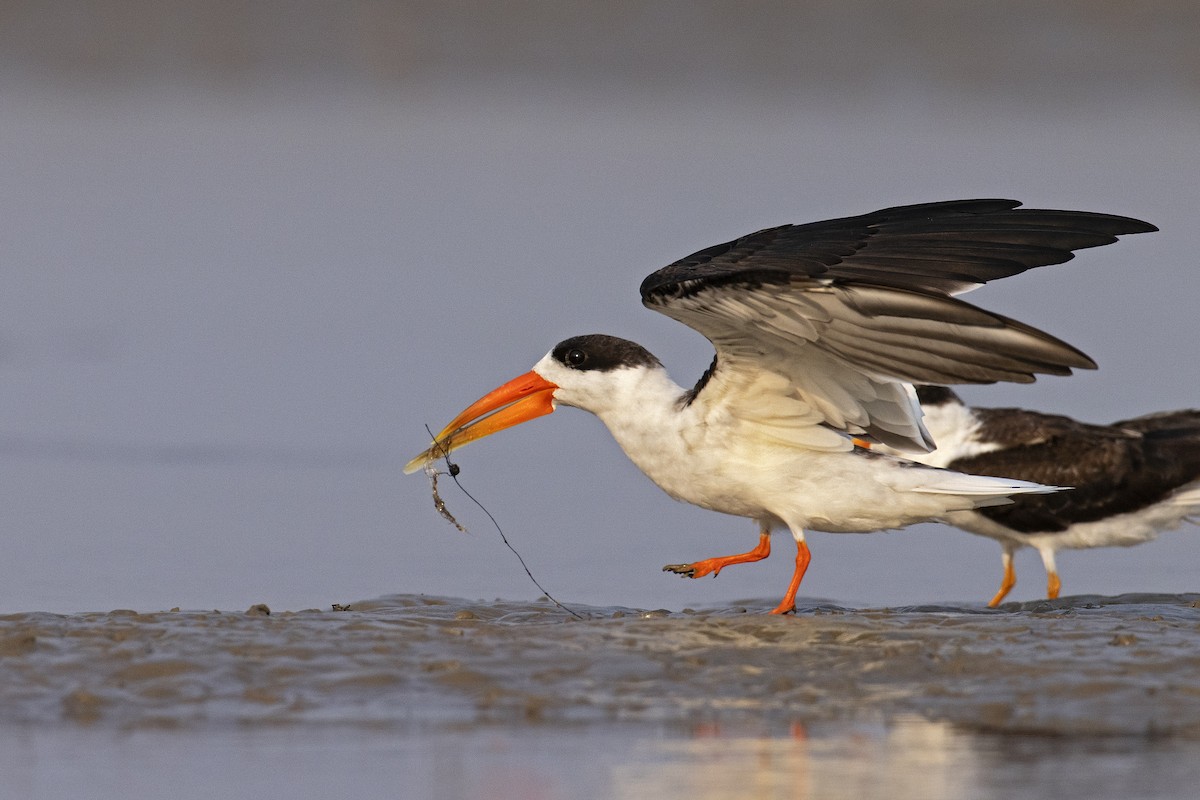 Indian Skimmer - ML376251351