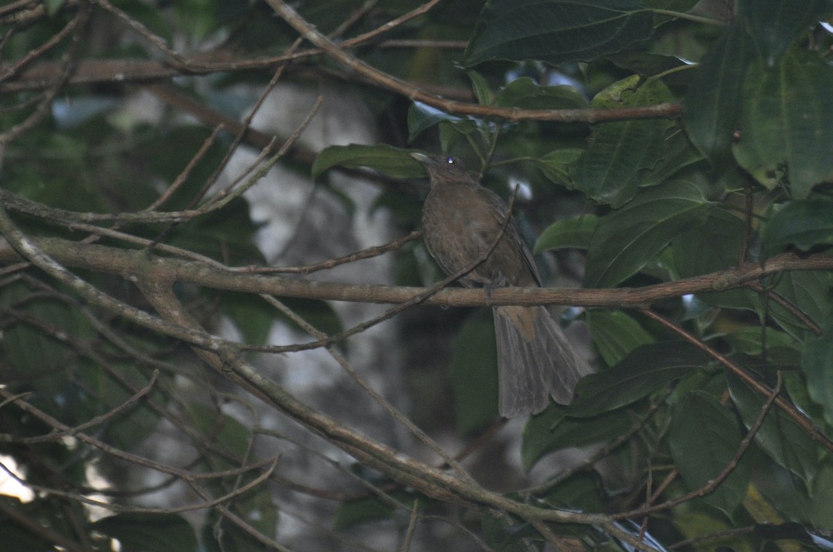 Clay-colored Thrush - ML376254391