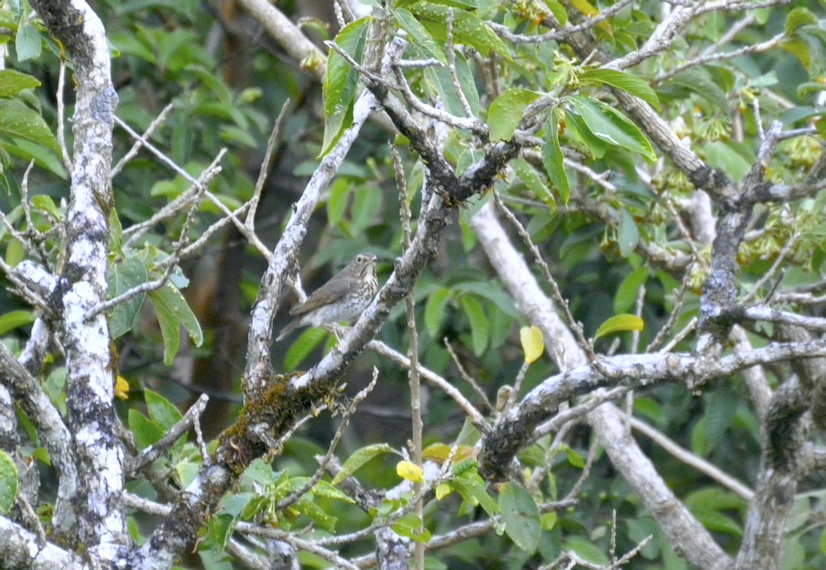 Swainson's Thrush - ML376255331