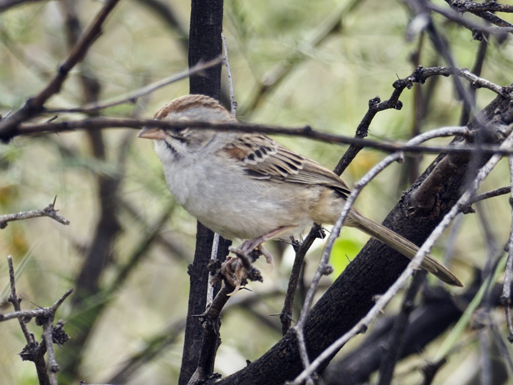 Rufous-winged Sparrow - ML376255801